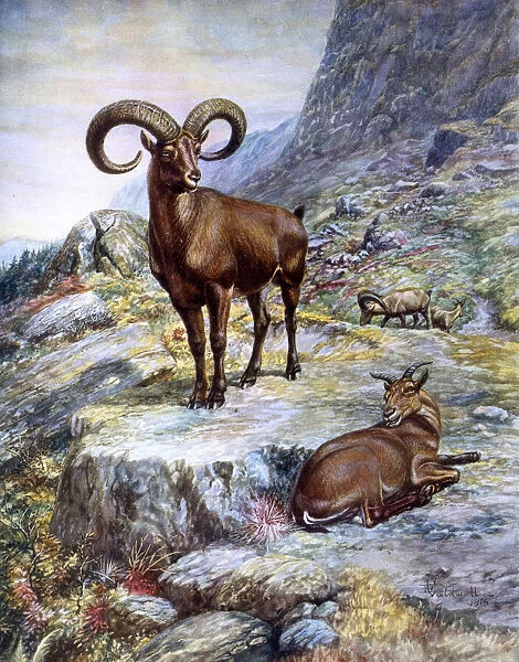 Mouflon ram and ewe, European wild sheep
