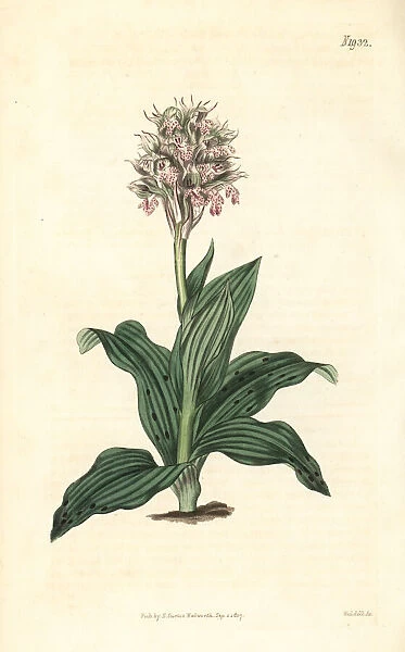 Neotinea lactea orchid