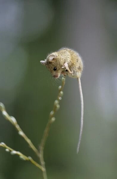 Northern Birch Mouse - explores willow branch