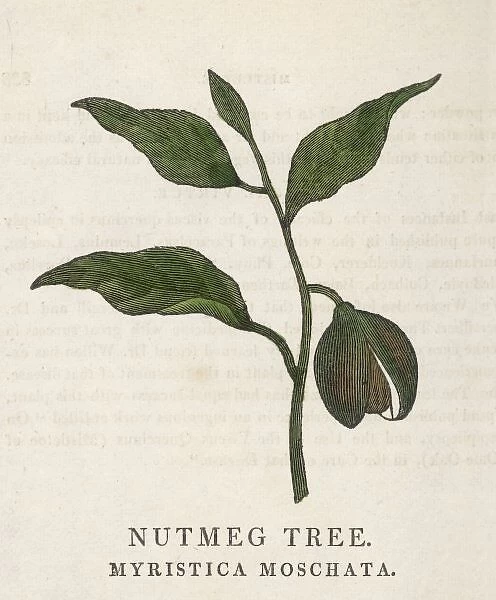 Nutmeg  /  Family Herbal