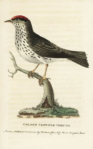 Ovenbird, Seiurus aurocapilla