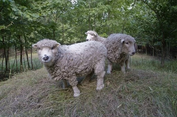 Ovis aries, sheep