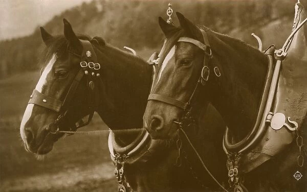 Pair of Working Horses