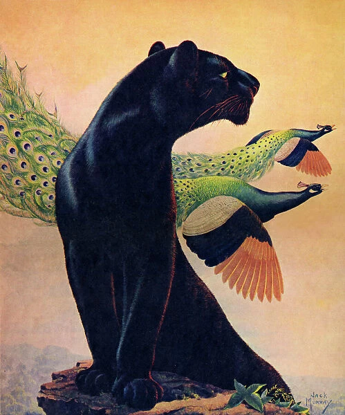 Panther and Peacocks