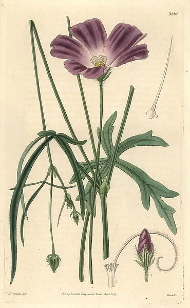 Papaver-like or poppy flowered nuttalia, Nuttallia