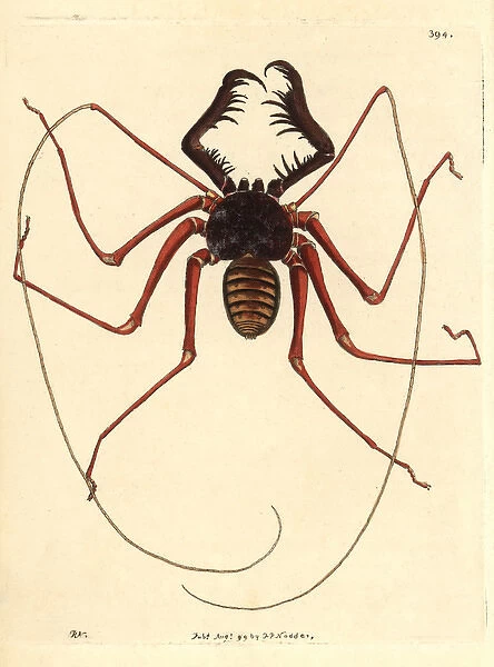 Phrynus ceylonicus, an amblypygid or whip spider