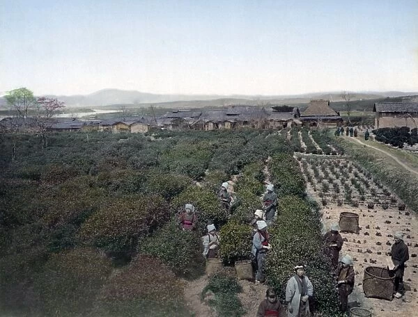 Picking tea, Japan, circa 1880s