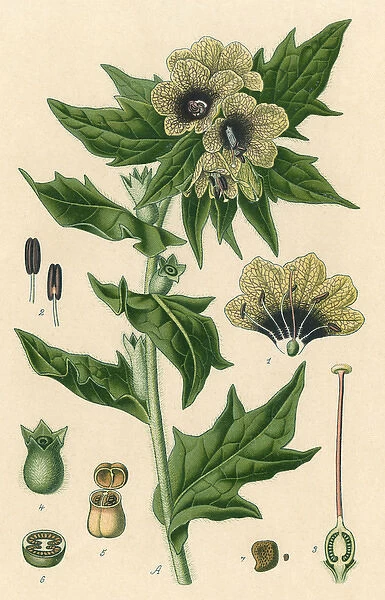 Plants  /  Hyoscyamus Niger