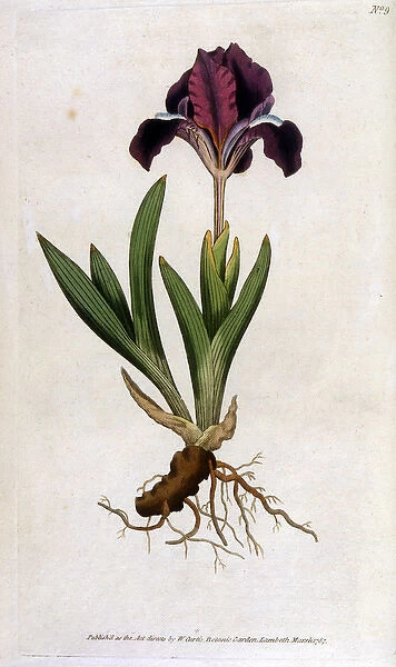 Plants  /  Iris Pumila