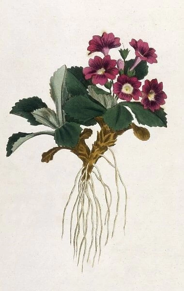 Plants  /  Primula Villosa