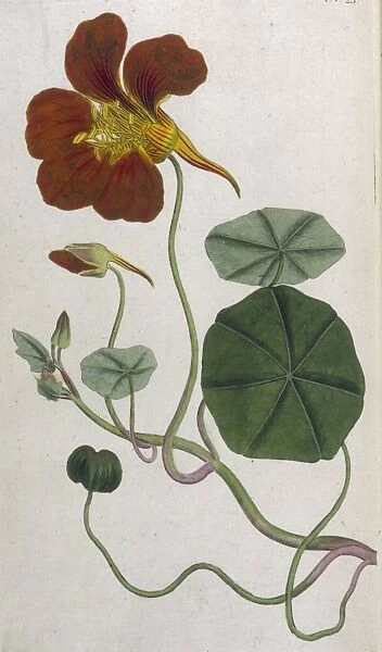 Plants  /  Tropaeolum Majus