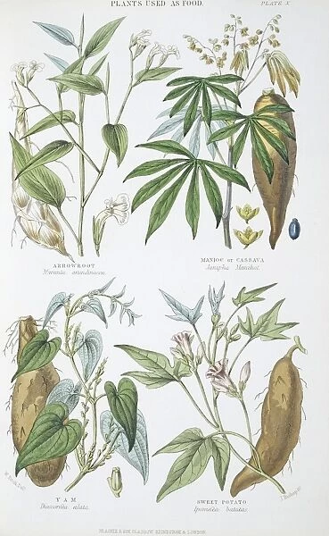 Plants used as food