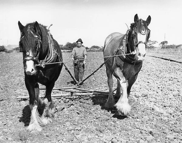 Ploughman with two horses, Hayle, Cornwall