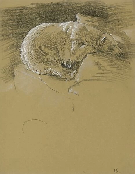 Polar Bear resting head on a rock