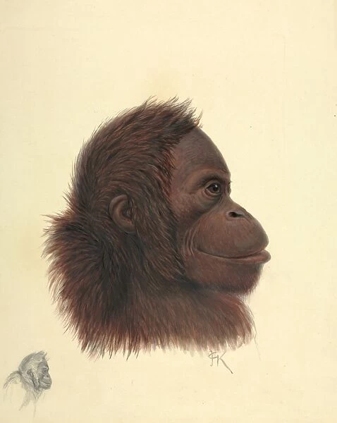 Pongo pygmaeus, Orang-utan
