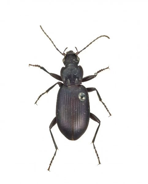 Pristonychus complanatus, black ground beetle