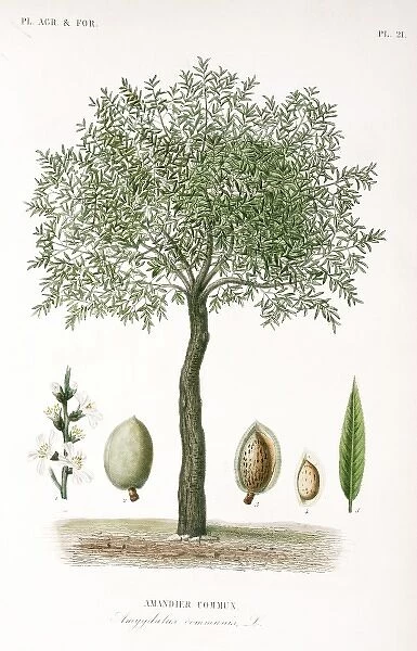 Prunus communis, almond tree