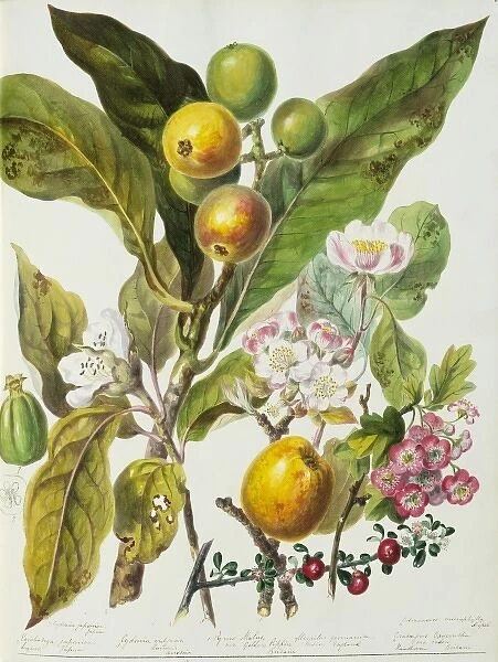 Pyrus sp. apple