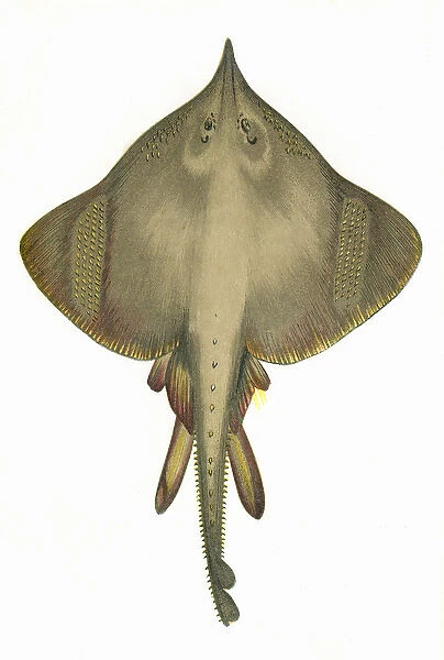 Raia oxyrhynchus, or Burton Skate