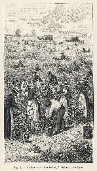 Raspberry Picking  /  1901