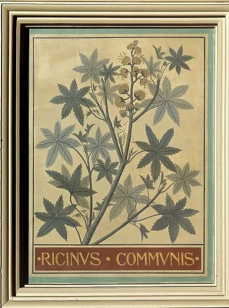 Ricinus communis, castor bean