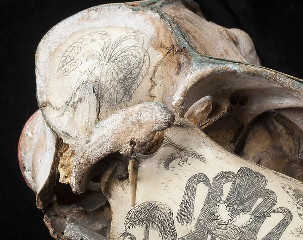 Rough-toothed dolphin skull with ink scrimshaw
