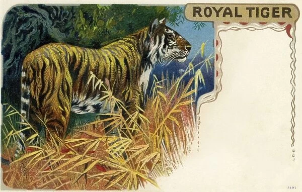 Tiger. The Royal or Bengal tiger (Panthera tigristigris) is the most numerous