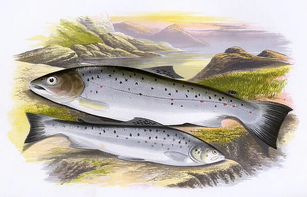 Salmo cambricus, or Young Salmon