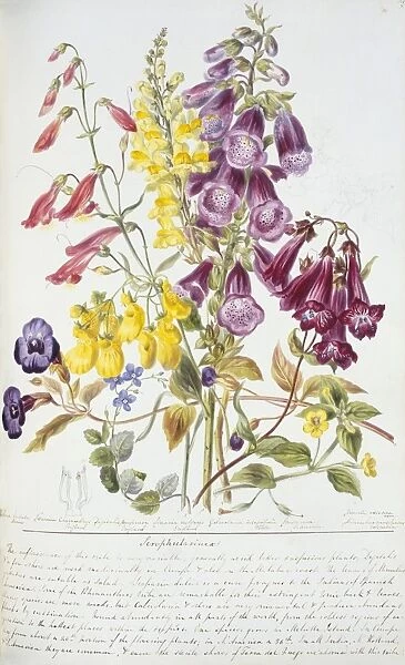 Scrophulariaceae