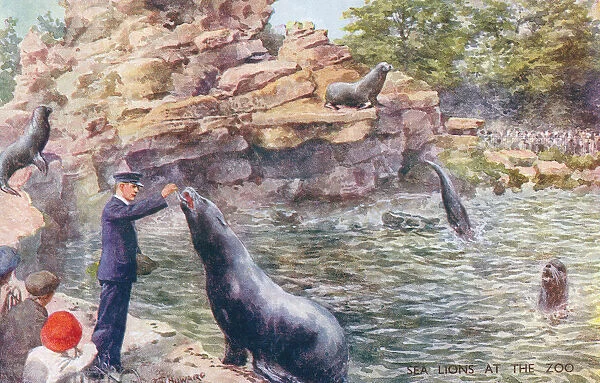 Sea Lions. Feeding sealions at the zoo. Artist: CT Howard. Date: circa 1920