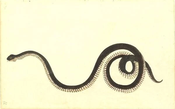 Serpentes (suborder), snake