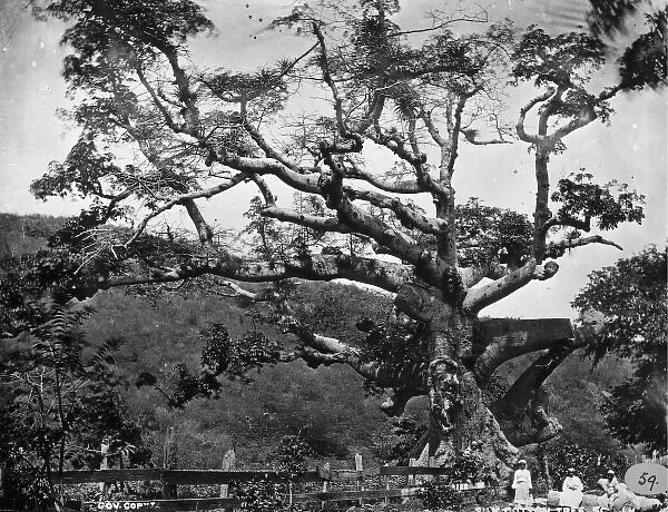 Silk Cotton tree, St. Thomas, West Indies 1873