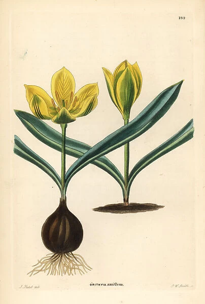 Single-flowered tulip, Tulipa uniflora