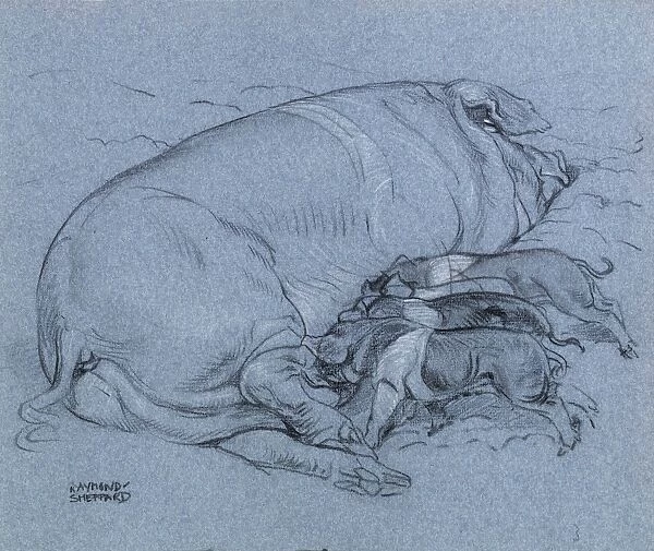 Sketch of a sow with piglets feeding