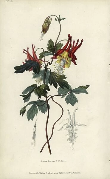 Slender Canadian columbine, Aquilegia canadensis gracilis