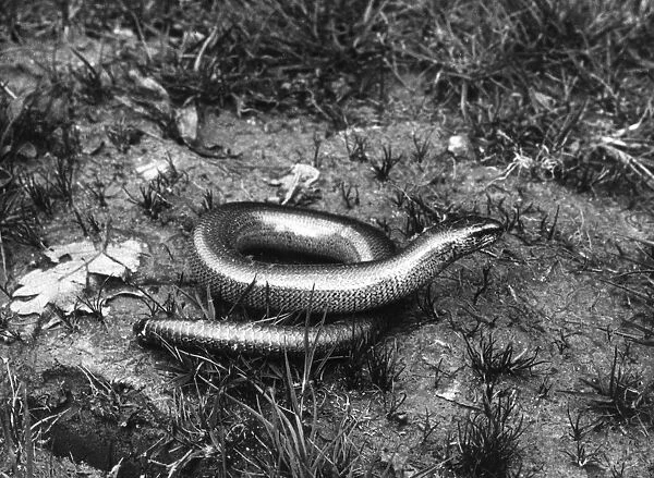 SLOW WORM. A Slow Worm is superficially like a snake