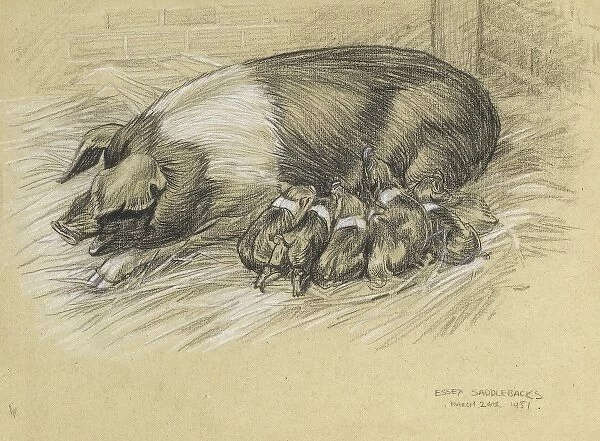 A sow with piglets