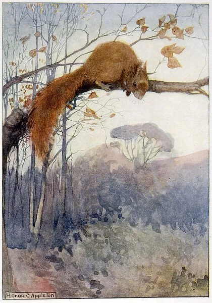 Squirrel in Tree C1917