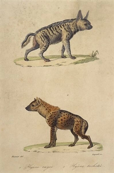 Striped & Spotted Hyena