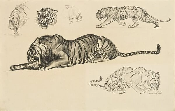 Studies of a Tiger eating