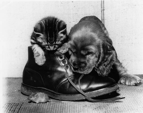 Susi - with kitten, boot and mouse