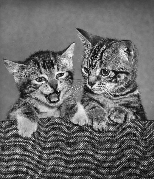 Two tabby kittens on the back of a chair