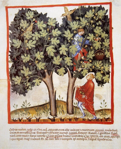 Tacuinum Sanitatis. Late 14th century. Picking figs. Miniatu