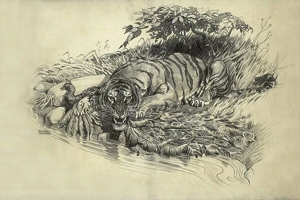Tiger and Peacock