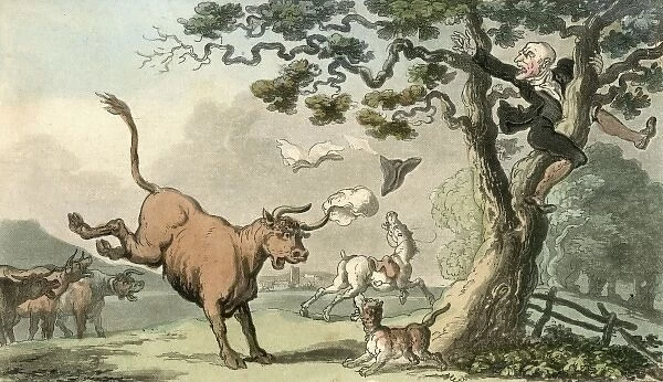 Treed by a Bull