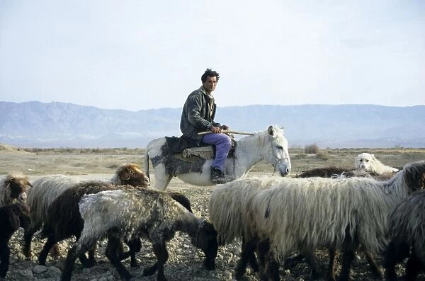 Turkmen Shepherd - on a donkey - with sheep