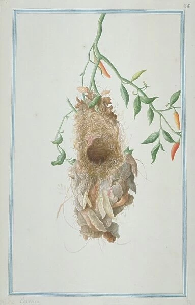 Unidientified sunbird nest