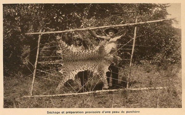 Vietnam - preparing (drying) the skin of a shot panther