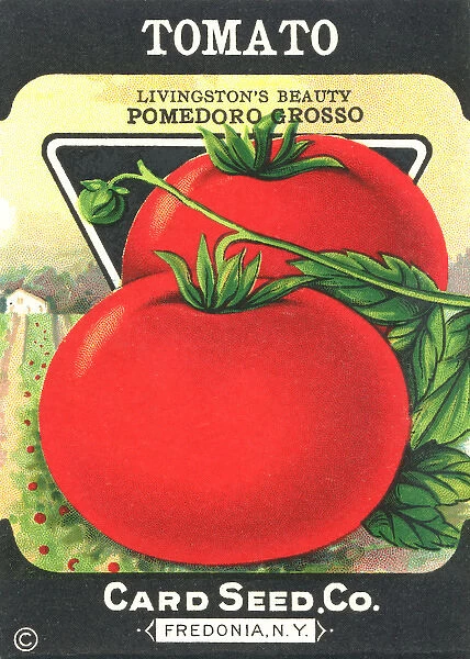 Vintage tomato seed packet
