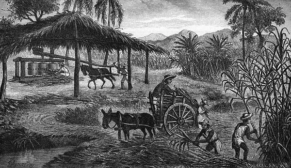 West Indies sugar plantation
